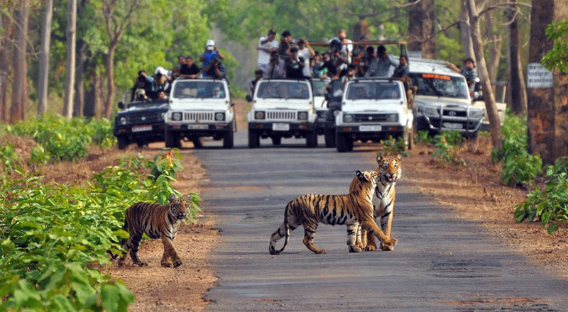 Wild Tiger Safari