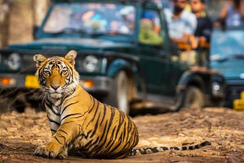 Tiger Safari